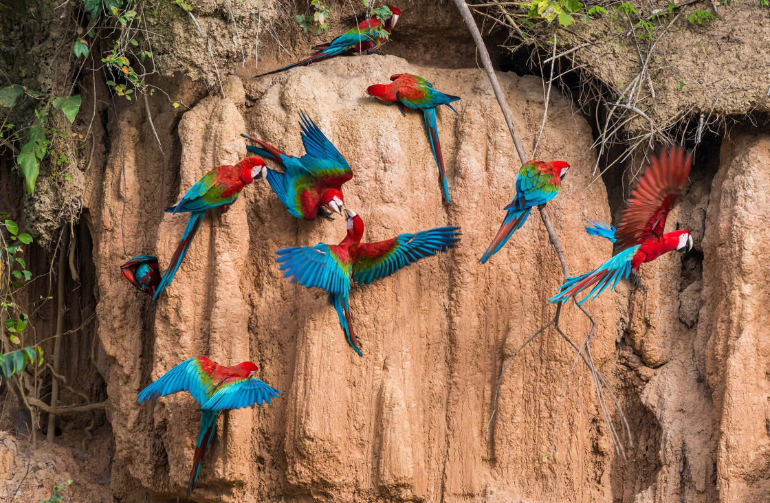 random-southamerica-peru-madre-de-dios-macaws-1120x732
