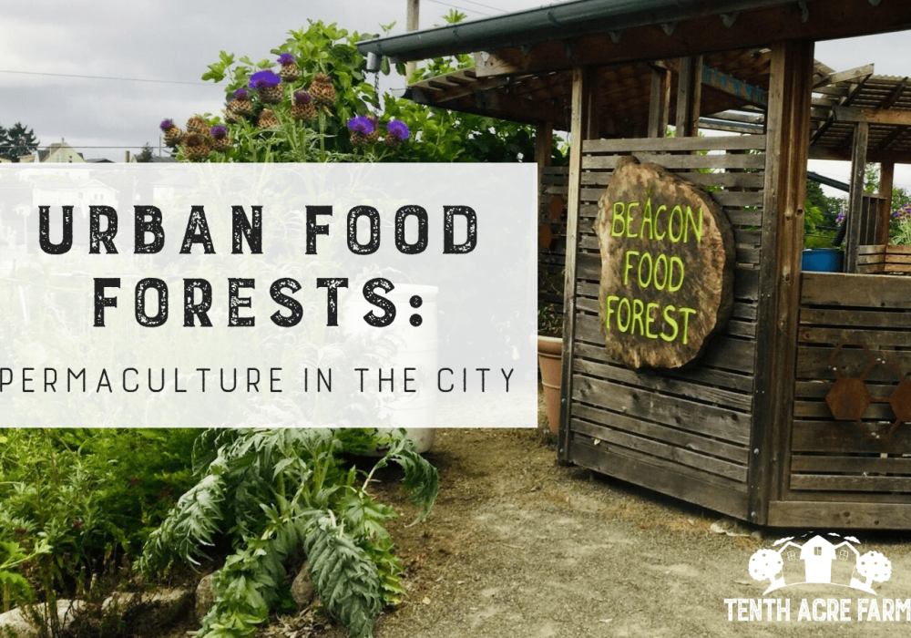 Urban-Food-Forests-featured