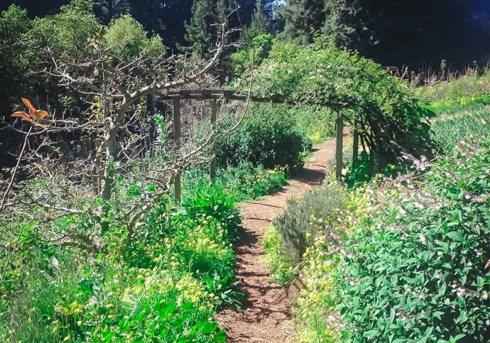 forest-garden-1