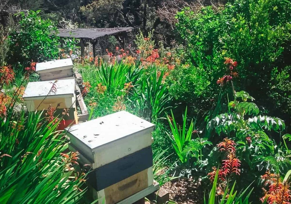 forest-garden-beehive